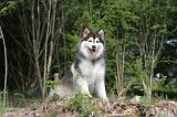 CHIEN FINNOIS DE LAPONIE 102